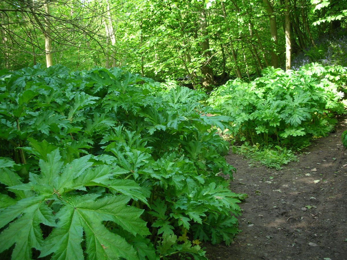IVMLtd's tweet photo. #GiantHogweed Identification Photos - Visit the Knowledge Hub on our website https://t.co/QzlqfoYQb9 for more details &amp; treatment options

#InvasiveWeeds #InvasiveVegetation #InvasiveWeedTreatment #InvasiveWeedControl https://t.co/cyPbTdU4Hi
