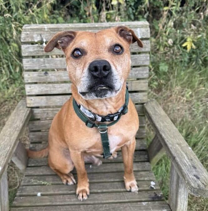 Animal Adoptions UK 🐕‍🦺🐈🐎❤️ tweet media