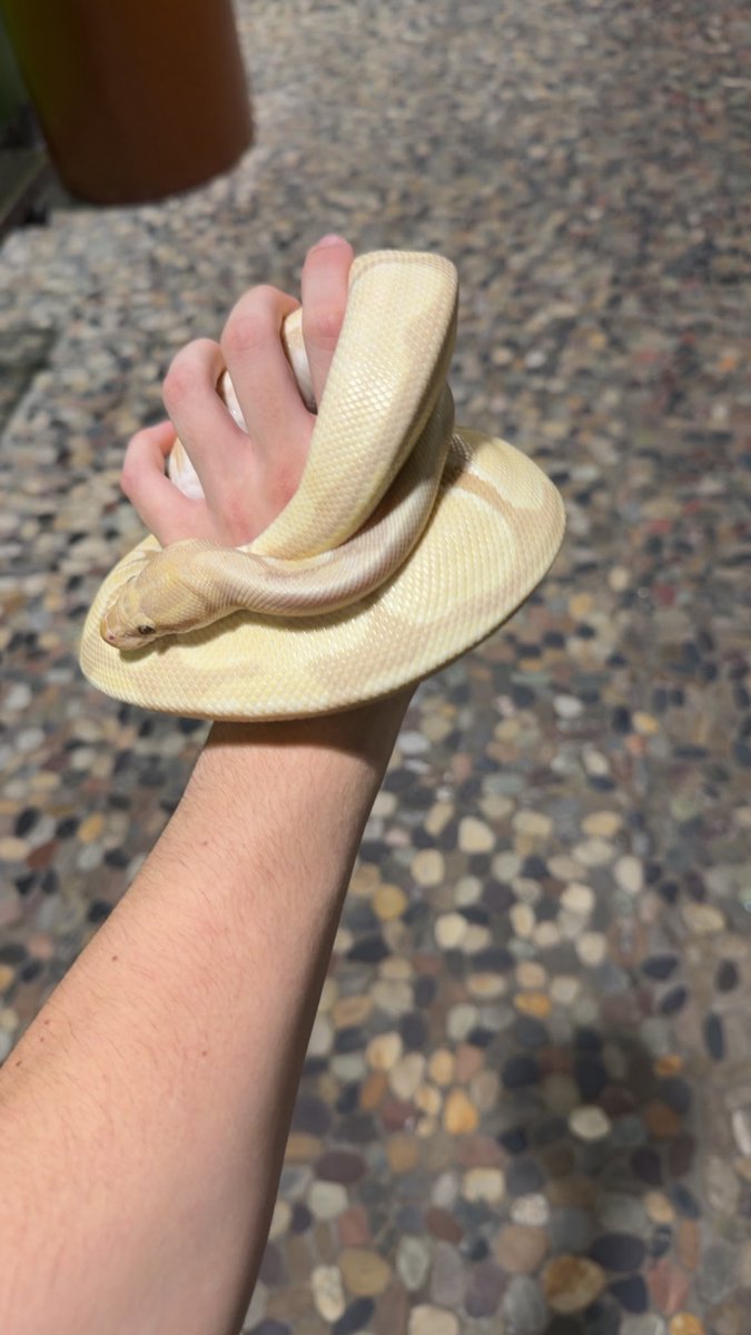 Watrmelonn tweet media