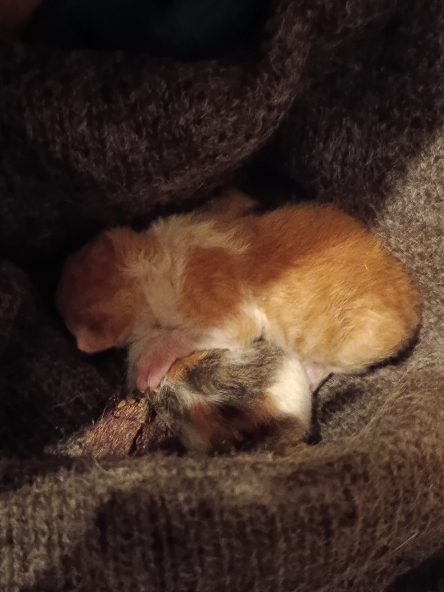 elina mpounia tweet media