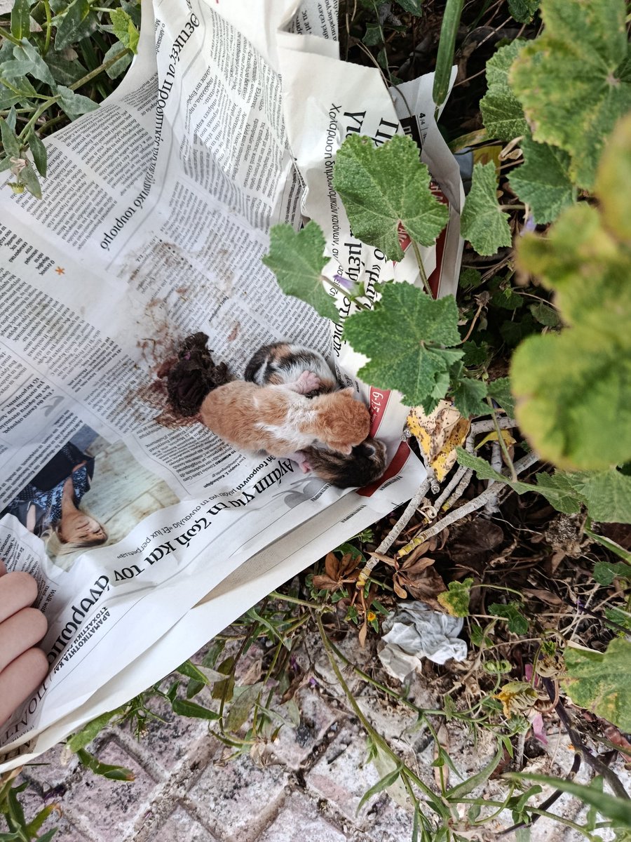 elina mpounia tweet media