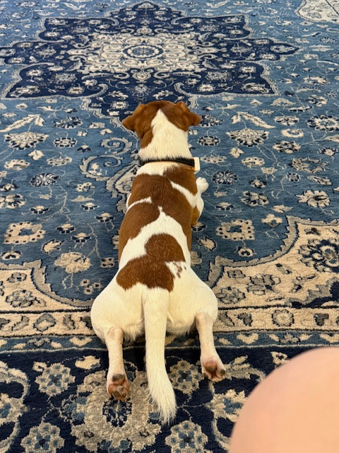 millypod1's tweet photo. BUSTER HOME SAFE. THANKS FOR RT's πππΎ
π31 MAR 2026 #Lost Buster #ScanMe #STOLEN? YOUNG Jack Russell Terrier Male #PUPPY
Far end Mayshill #FramptonCotterell #Bristol
South #Gloucestershire #BS36 https://t.co/MzBZJCc0zT https://t.co/1c01PQLQ3p