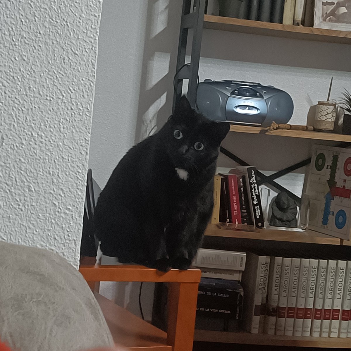 COGO 🇵🇸 tweet media