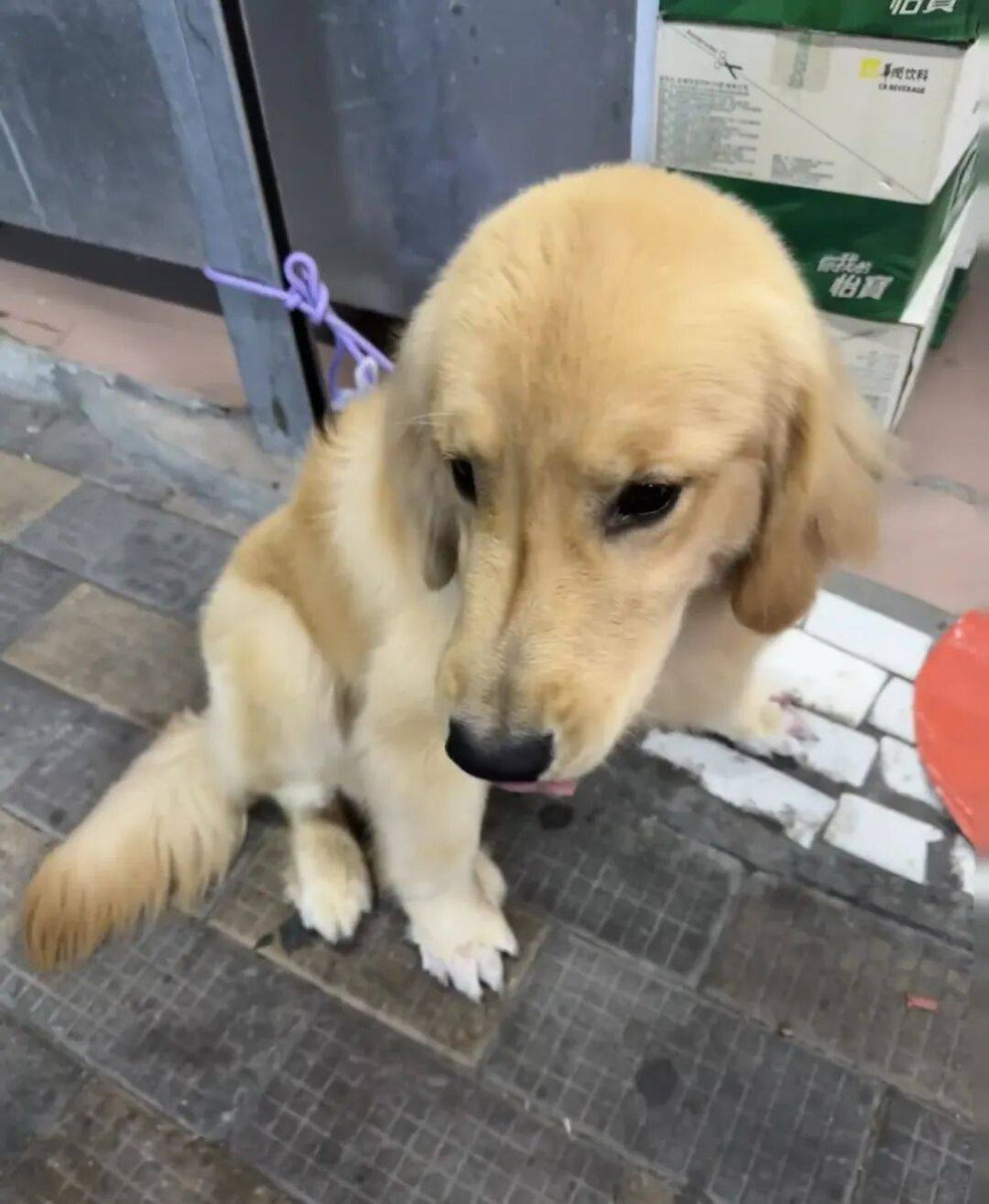AnnaKristal's tweet photo. "A wet nose, a wagging tail—nothing beats a fur baby’s quiet 'I’m here' after a long day.  #PetLove #FurCompanion" https://t.co/A0hgbZmAPa