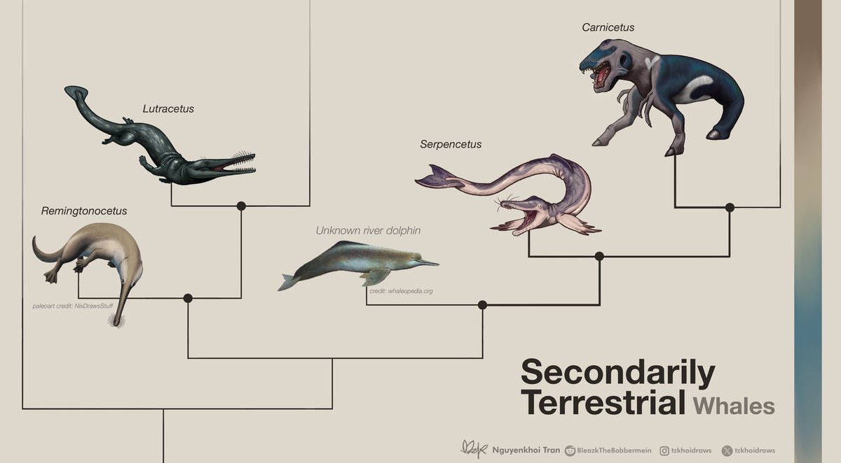 Nguyenkhoi Tran (comms open) tweet media