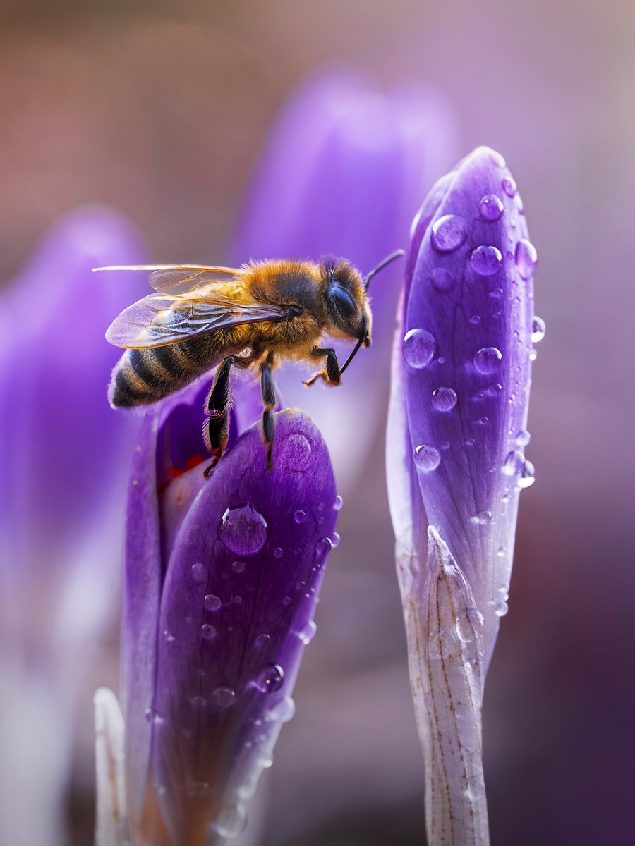 SonyEspana's tweet photo. Los detalles únicos de la primavera. 🐝💜
La fotógrafa de naturaleza Kristine (@macro.viewpoint) captó un detalle de la estación: una abeja acicalándose entre azafranes, un momento adorable de cerca.
⚙️: Sony α7 IV + FE 100 mm F2.8 Macro GM OSS
#SonyAlphaEU #SonyMacro https://t.co/Wo1YyFRkiB