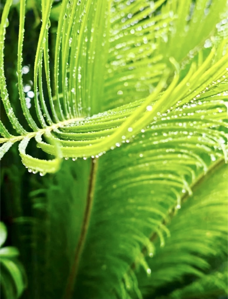 PazCourtney's tweet photo. " 5-Second Plant Tip: Wipe leaves weekly! Dust blocks sunlight + slows growth. Your green friend will thank you (and look shinier too).  #PlantParentHacks #GreenThumb" https://t.co/ifZI0TSvxJ