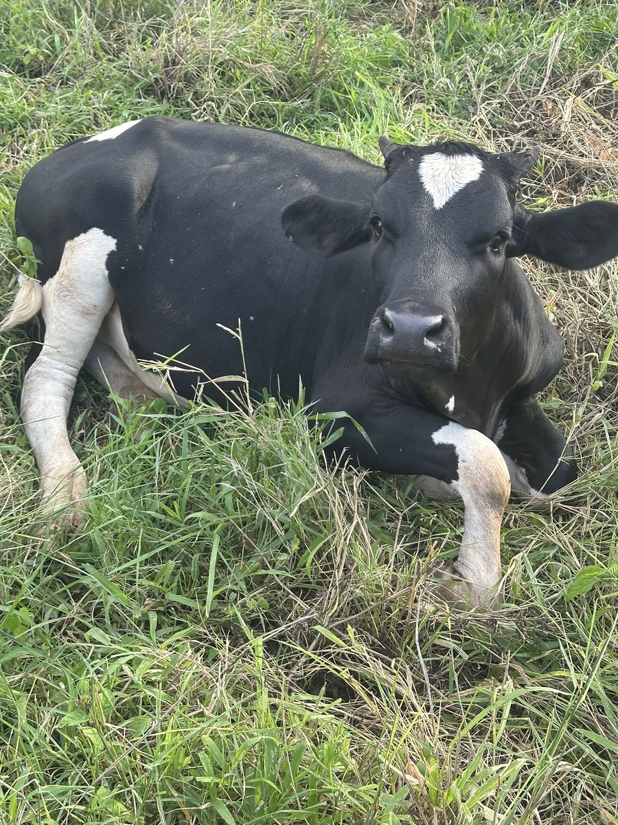 cattle Island 🐄💯 tweet media