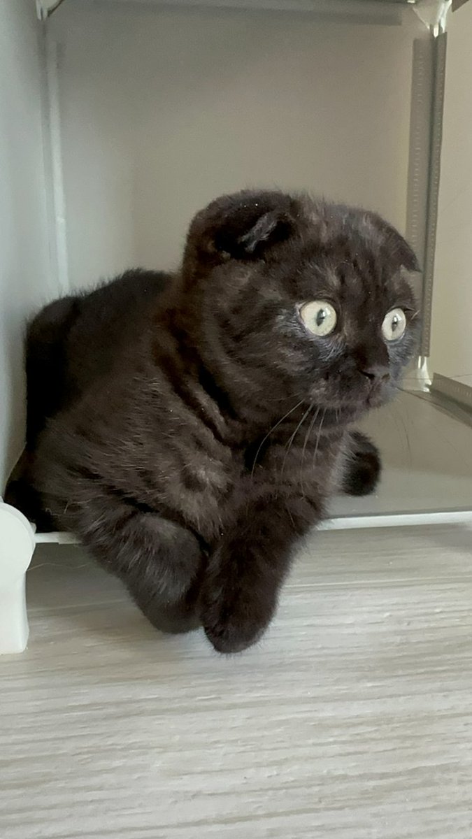 Jean Marchetti tweet media