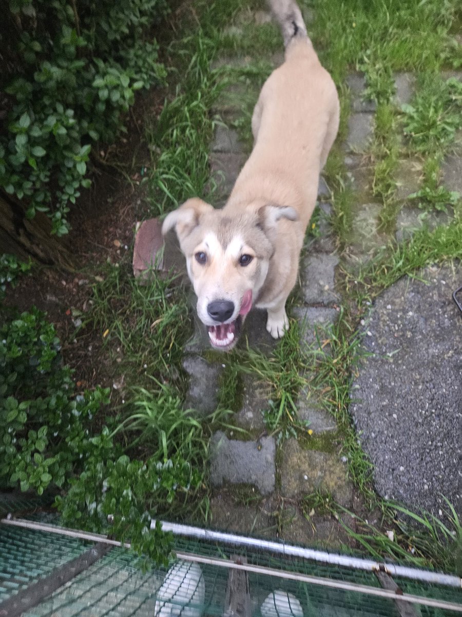 Yasemin, Uysal & Gülizar tweet media