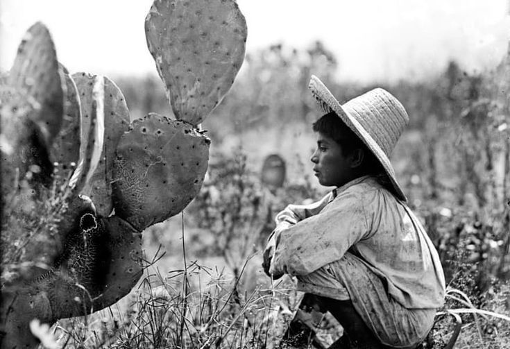 Revolucion Nacional Anahuaquista (RNA) ᛝ tweet media