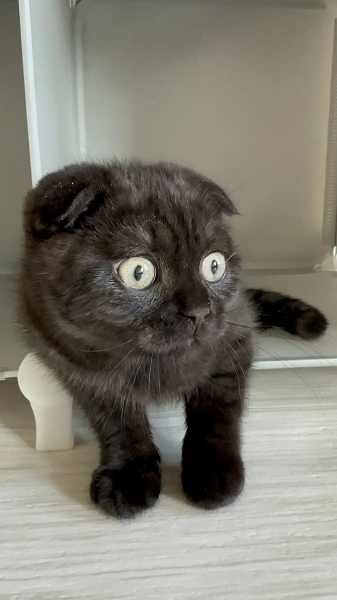 Jean Marchetti tweet media