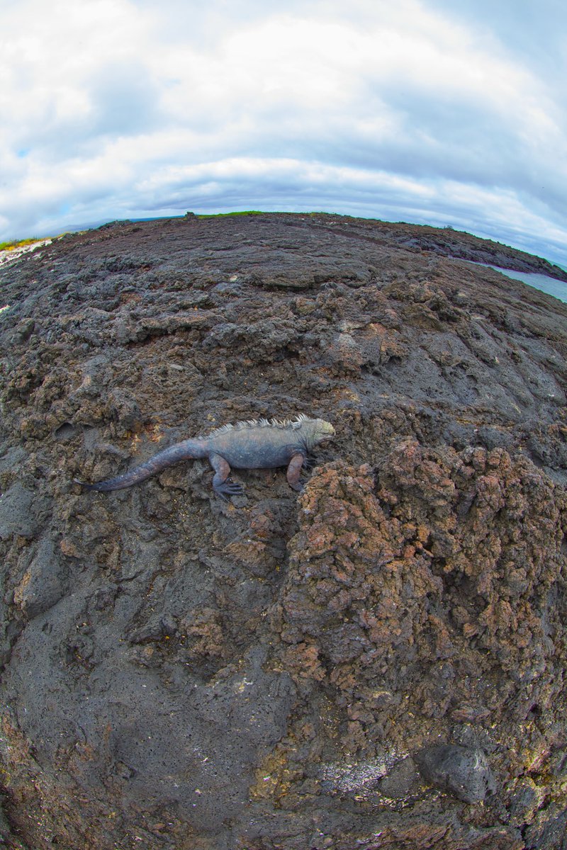 j saggio tweet media