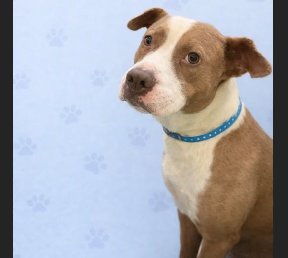 HollywoodDogs's tweet image. At a full shelter in #Memphis, #TN, 1 1/2-year-old Cash is in IMMEDIATE need of adoption, a foster home, or rescue adoptapet.com/pet/47592483-m… #URGENT #AdoptableDogofDay 🐶