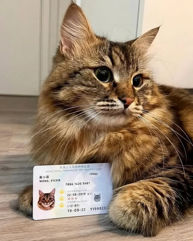 Em Hong Kong, os animais de estimação têm seu próprio documento de identidade.