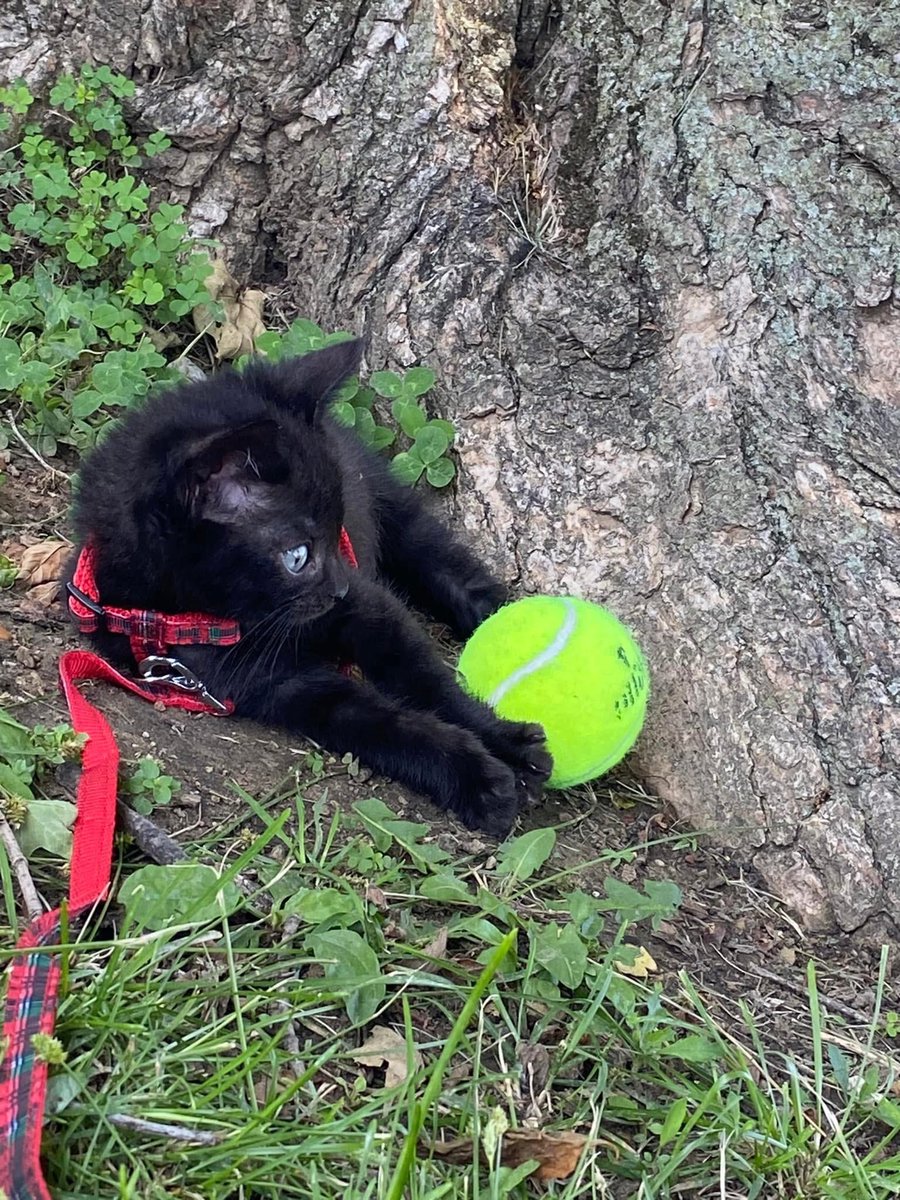 Moysha & Moysha Sons tweet media