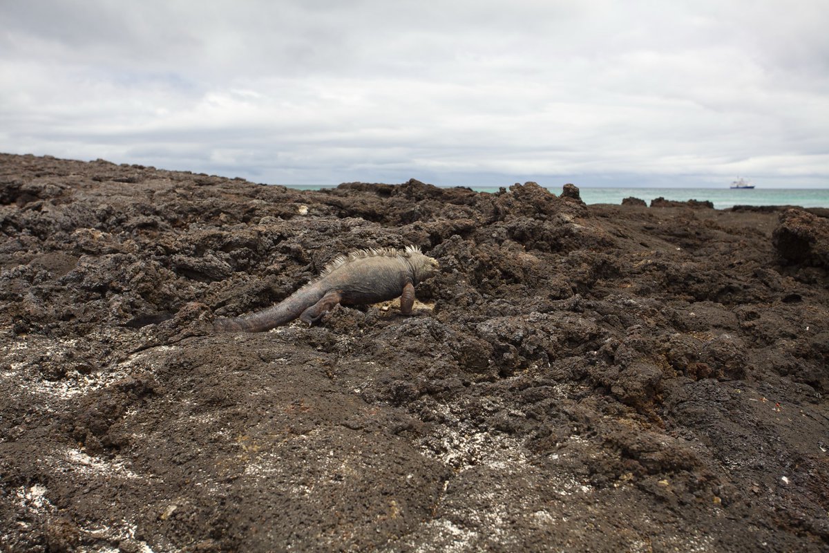 j saggio tweet media