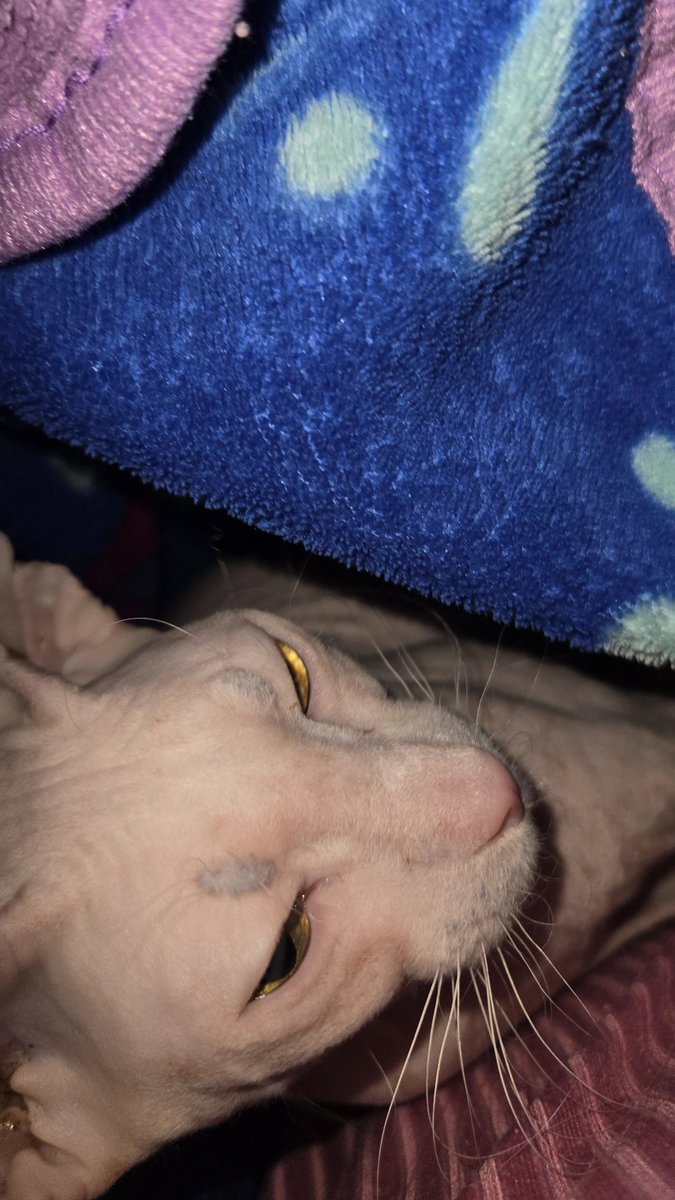 alice :3 tweet media