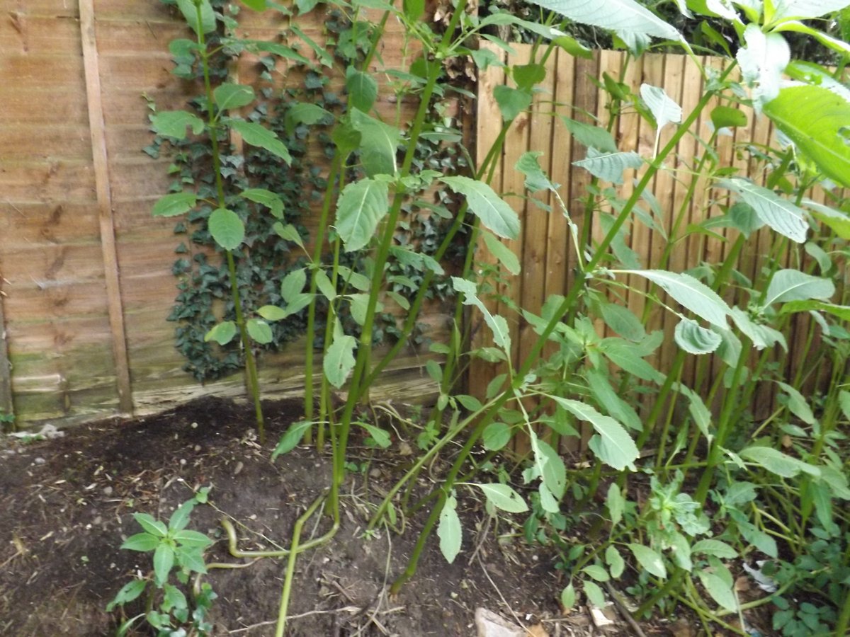 IVMLtd's tweet photo. #HimalayanBalsam Identification Photos - Visit the Knowledge Hub on our website https://t.co/FHhuyHlZy8 for more details &amp; treatment options

#InvasiveWeeds #InvasiveVegetation #InvasiveWeedTreatment #InvasiveWeedControl https://t.co/UDMnTs22JC
