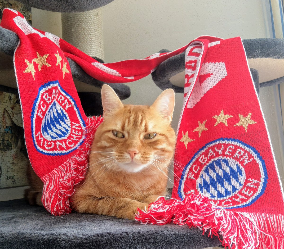 Schafkopfpokalsieger tweet media