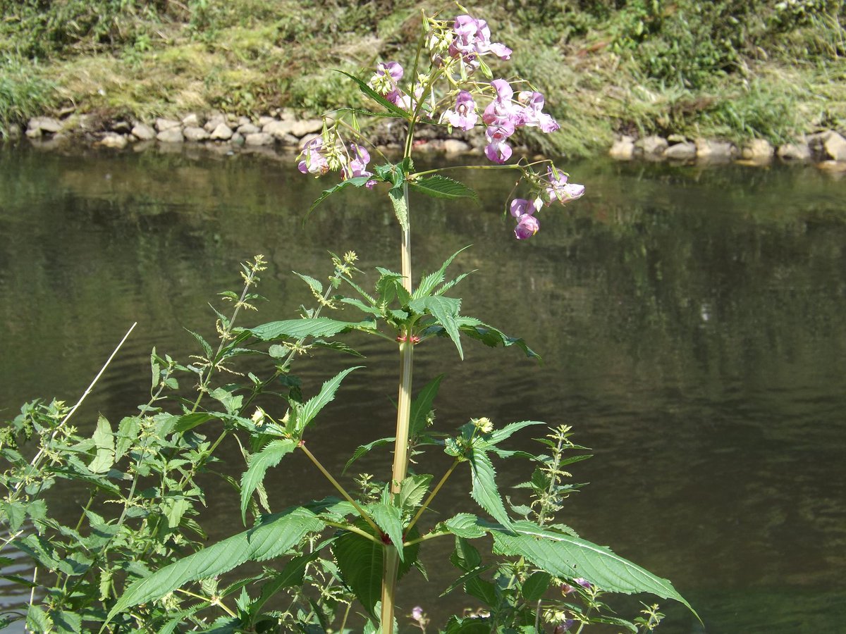 IVMLtd's tweet photo. #HimalayanBalsam Identification Photos - Visit the Knowledge Hub on our website https://t.co/FHhuyHlrIA for more details &amp; treatment options

#InvasiveWeeds #InvasiveVegetation #InvasiveWeedTreatment #InvasiveWeedControl https://t.co/GX0ai0i85j
