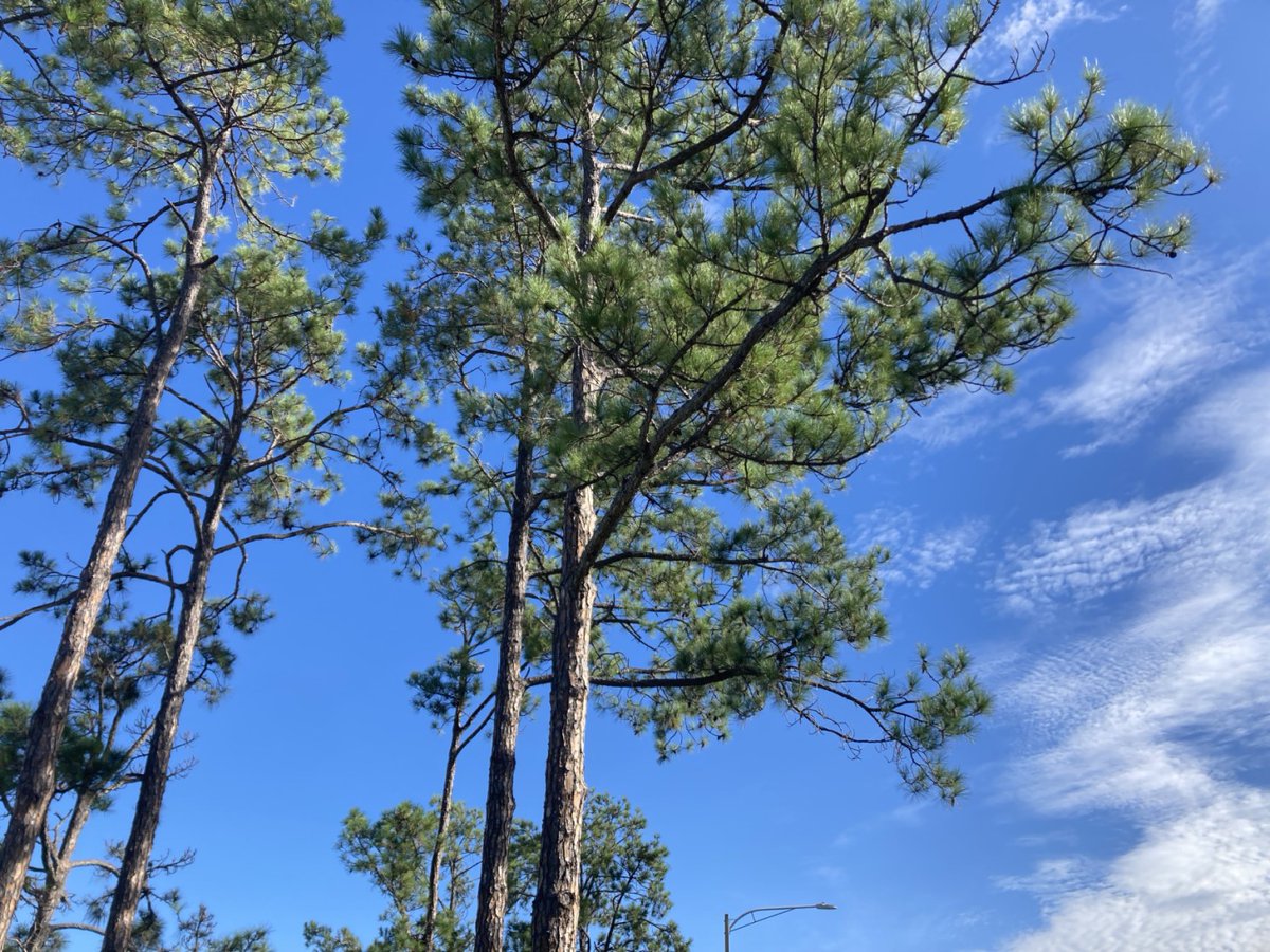 GOHealthyOrange tweet media