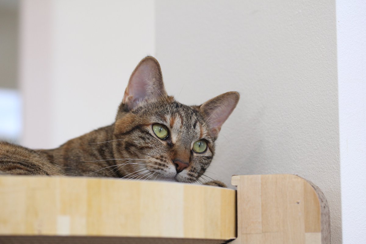 モヤ（30%） tweet media