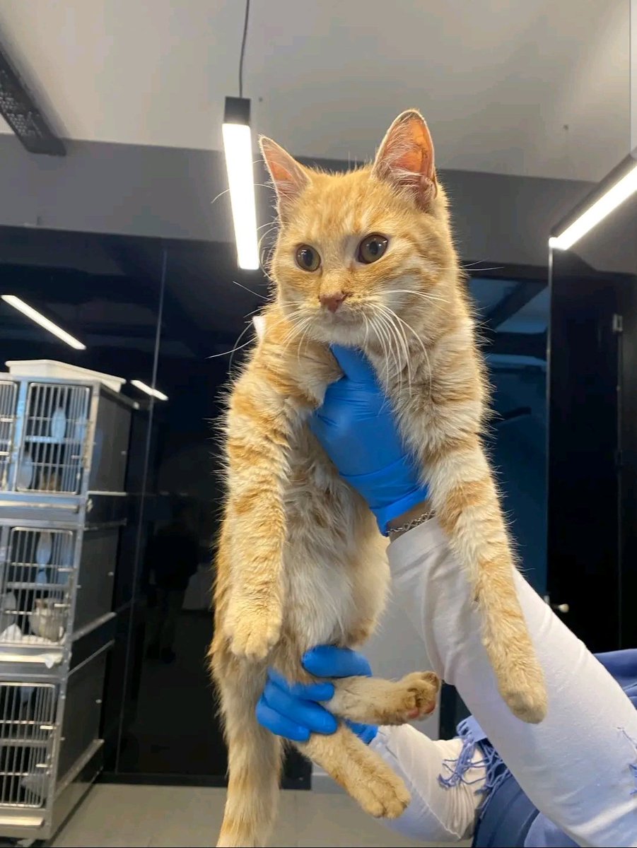 sleepian #GülistanDokuNerede tweet media