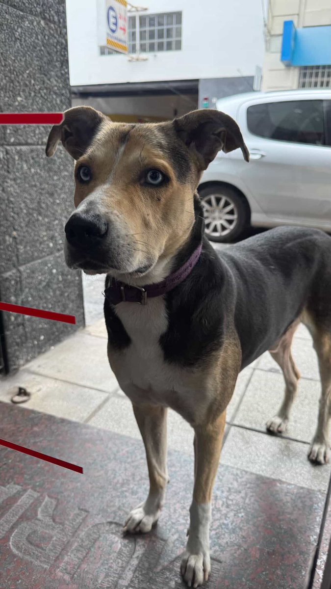 Avellaneda_Real tweet media