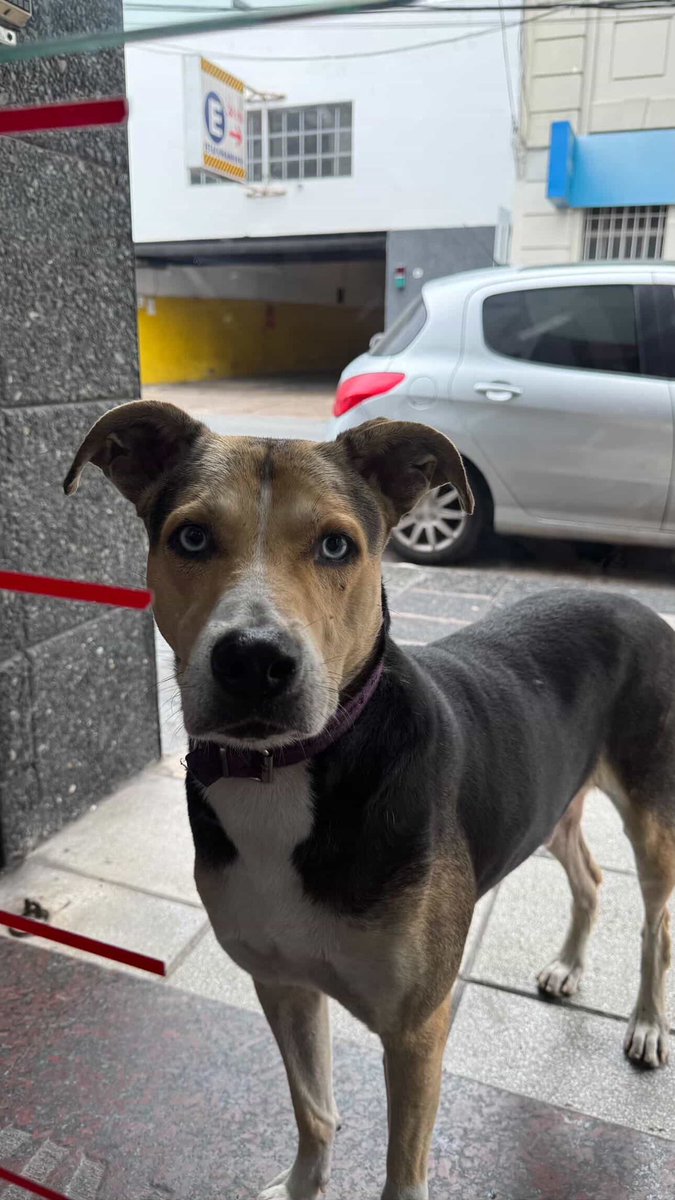 Avellaneda_Real tweet media