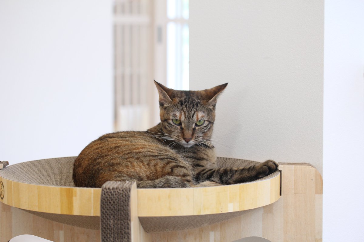 モヤ（30%） tweet media