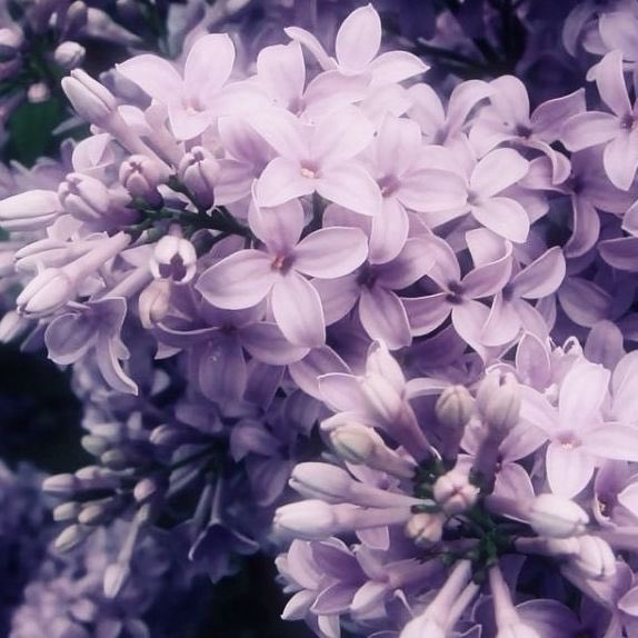 The real Hlökk ♡ tweet media