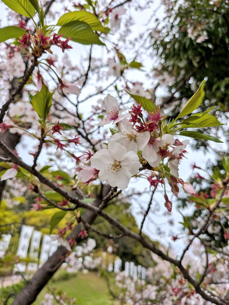 まさじぃ or まっさんかも💦 tweet media