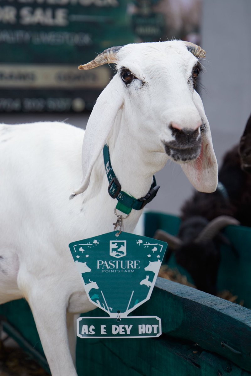 PasturePoints's tweet photo. If size matters, we’ve got exactly what you need. 🔥
Big, healthy, properly raised livestock. 🐐✨
Send us a DM to reserve yours today. 📩

#AsEDeyHot #PasturePointsFarm #PremiumLivestock #HealthyLivestock #GoatSales #RamSales #FarmToYou #QualityLivestock #NoStories https://t.co/1u97GDuNXq