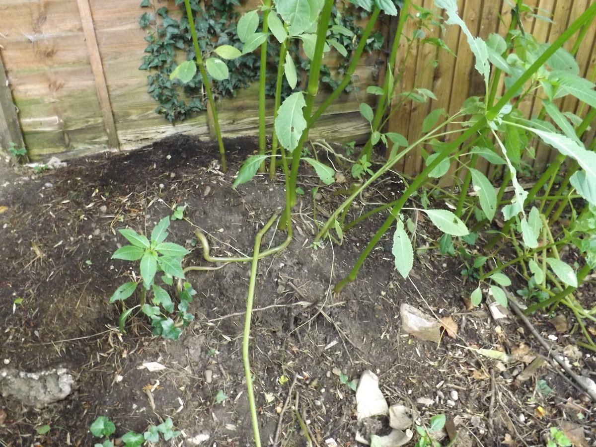 IVMLtd's tweet photo. #HimalayanBalsam Identification Photos - Visit the Knowledge Hub on our website https://t.co/FHhuyHlrIA for more details &amp; treatment options

#InvasiveWeeds #InvasiveVegetation #InvasiveWeedTreatment #InvasiveWeedControl https://t.co/B1EuKLD5XT