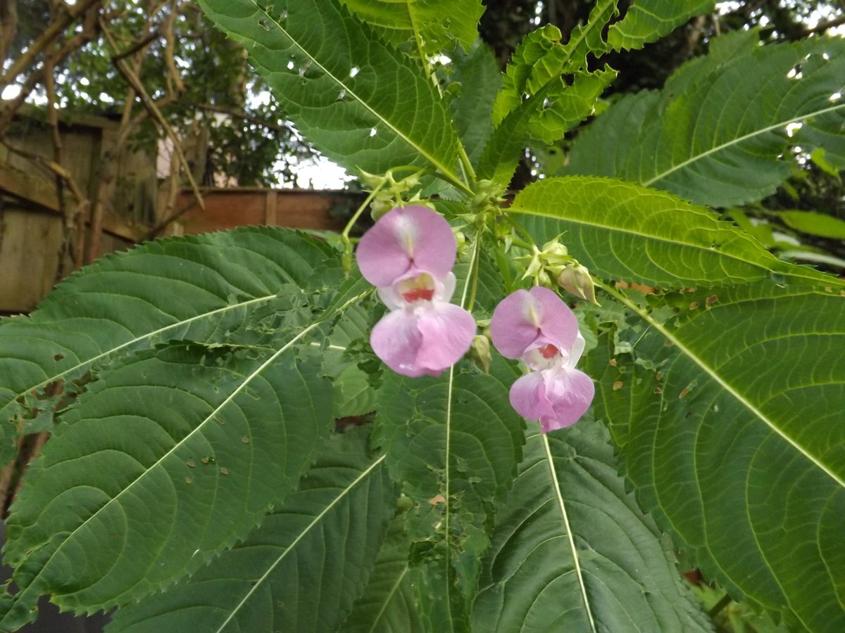 IVMLtd's tweet photo. #HimalayanBalsam Identification Photos - Visit the Knowledge Hub on our website https://t.co/FHhuyHlrIA for more details &amp; treatment options

#InvasiveWeeds #InvasiveVegetation #InvasiveWeedTreatment #InvasiveWeedControl https://t.co/B1EuKLD5XT