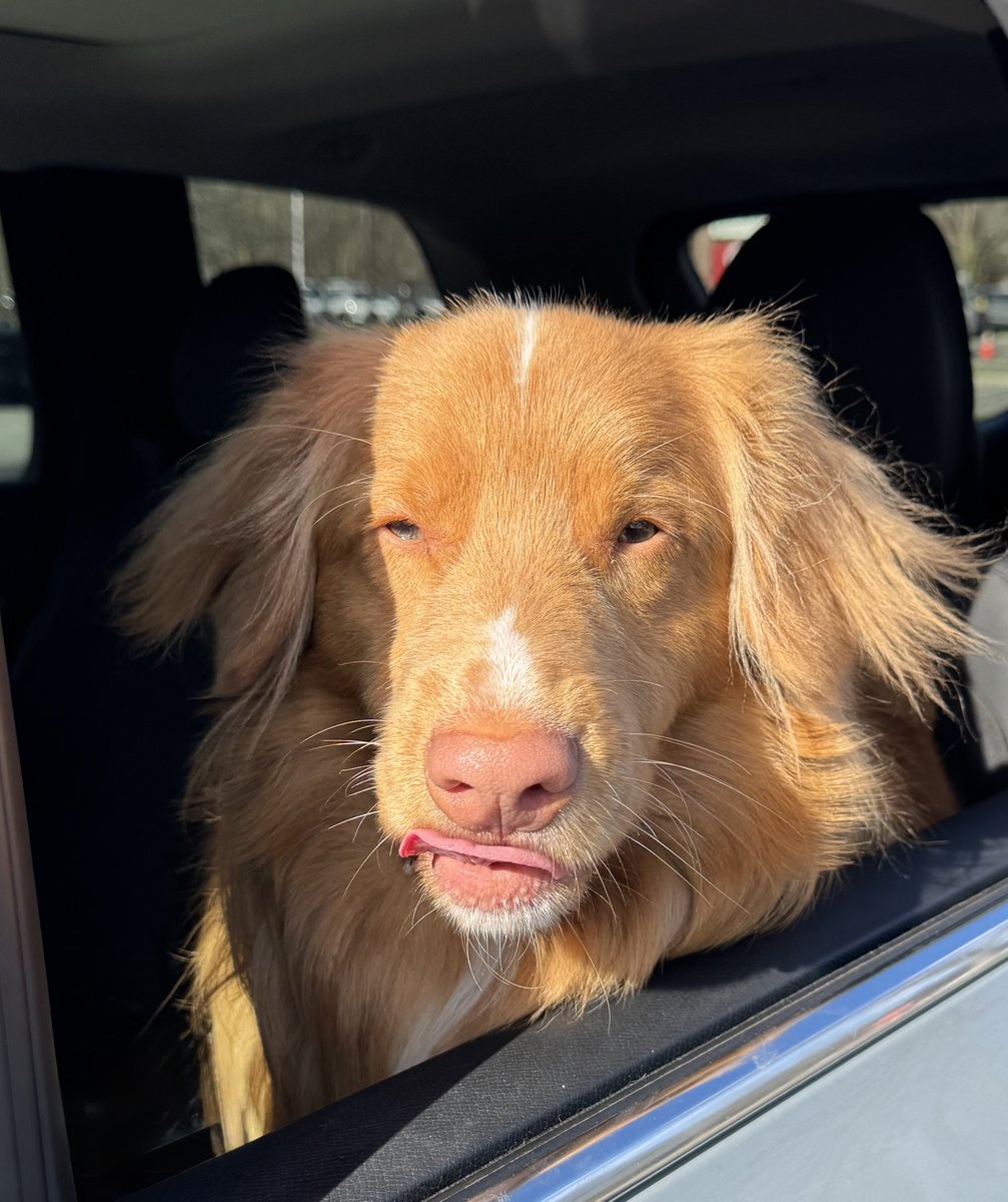 ShadowLakeDog's tweet image. I know it’s #TongueOutTuesday, Mom, but you had me up and out really early this morning without any promise of fun or treats so this is all you get for now (*makes a raspberry sound*).

[Admin note: This was prior to walkies and a treat which resulted in a waggy tail and smiles.]