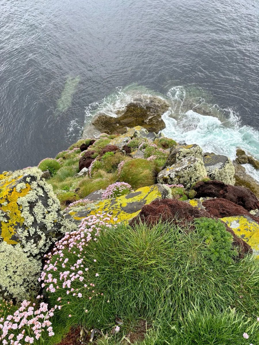 vistaaura tweet media