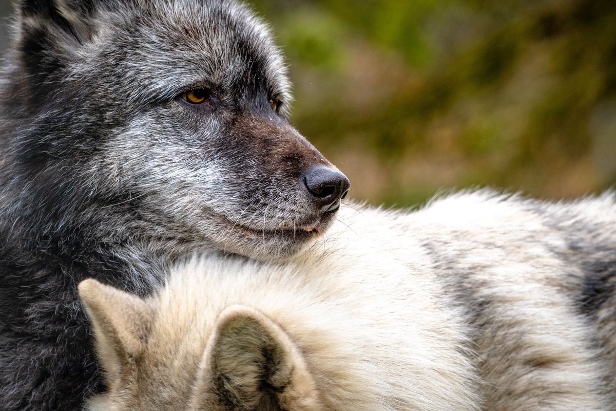 Wolf Haven International tweet media
