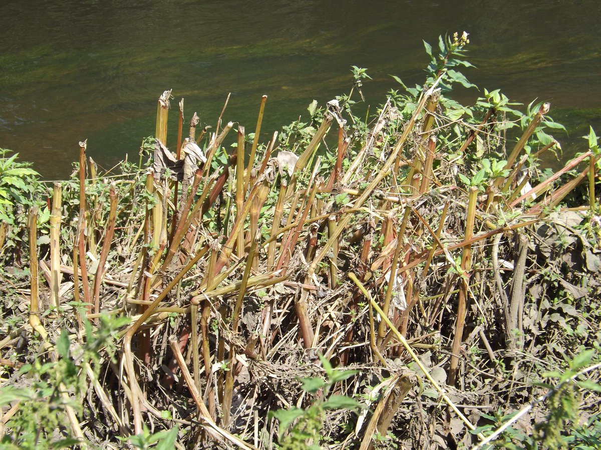 IVMLtd's tweet photo. #HimalayanBalsam Identification Photos - Visit the Knowledge Hub on our website https://t.co/FHhuyHlrIA for more details &amp; treatment options

#InvasiveWeeds #InvasiveVegetation #InvasiveWeedTreatment #InvasiveWeedControl https://t.co/BJmgIrVlIj