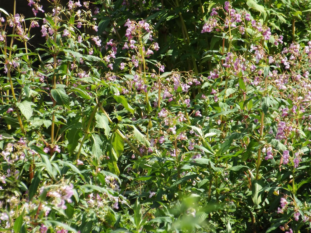 IVMLtd's tweet photo. #HimalayanBalsam Identification Photos - Visit the Knowledge Hub on our website https://t.co/FHhuyHlrIA for more details &amp; treatment options

#InvasiveWeeds #InvasiveVegetation #InvasiveWeedTreatment #InvasiveWeedControl https://t.co/BJmgIrVlIj