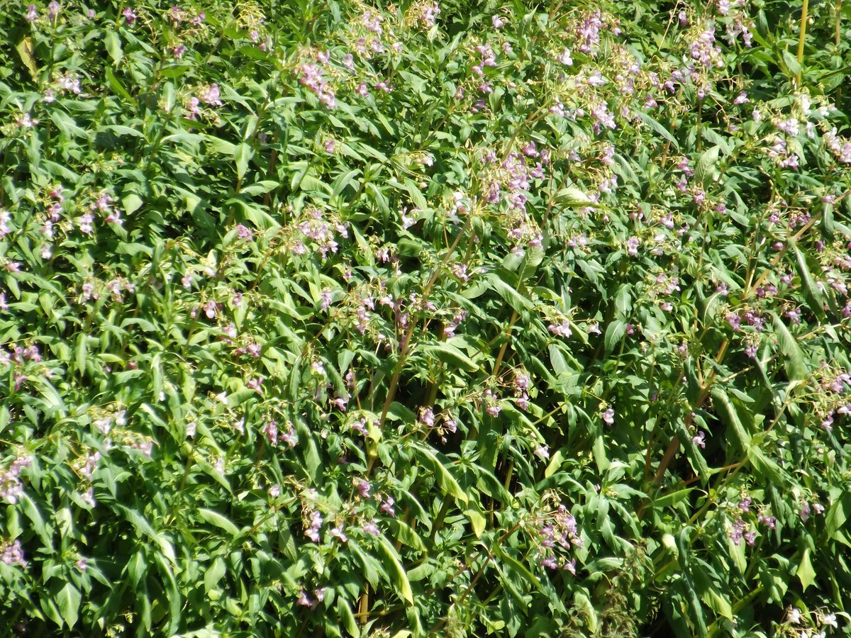 IVMLtd's tweet photo. #HimalayanBalsam Identification Photos - Visit the Knowledge Hub on our website https://t.co/FHhuyHlrIA for more details &amp; treatment options

#InvasiveWeeds #InvasiveVegetation #InvasiveWeedTreatment #InvasiveWeedControl https://t.co/BJmgIrVlIj