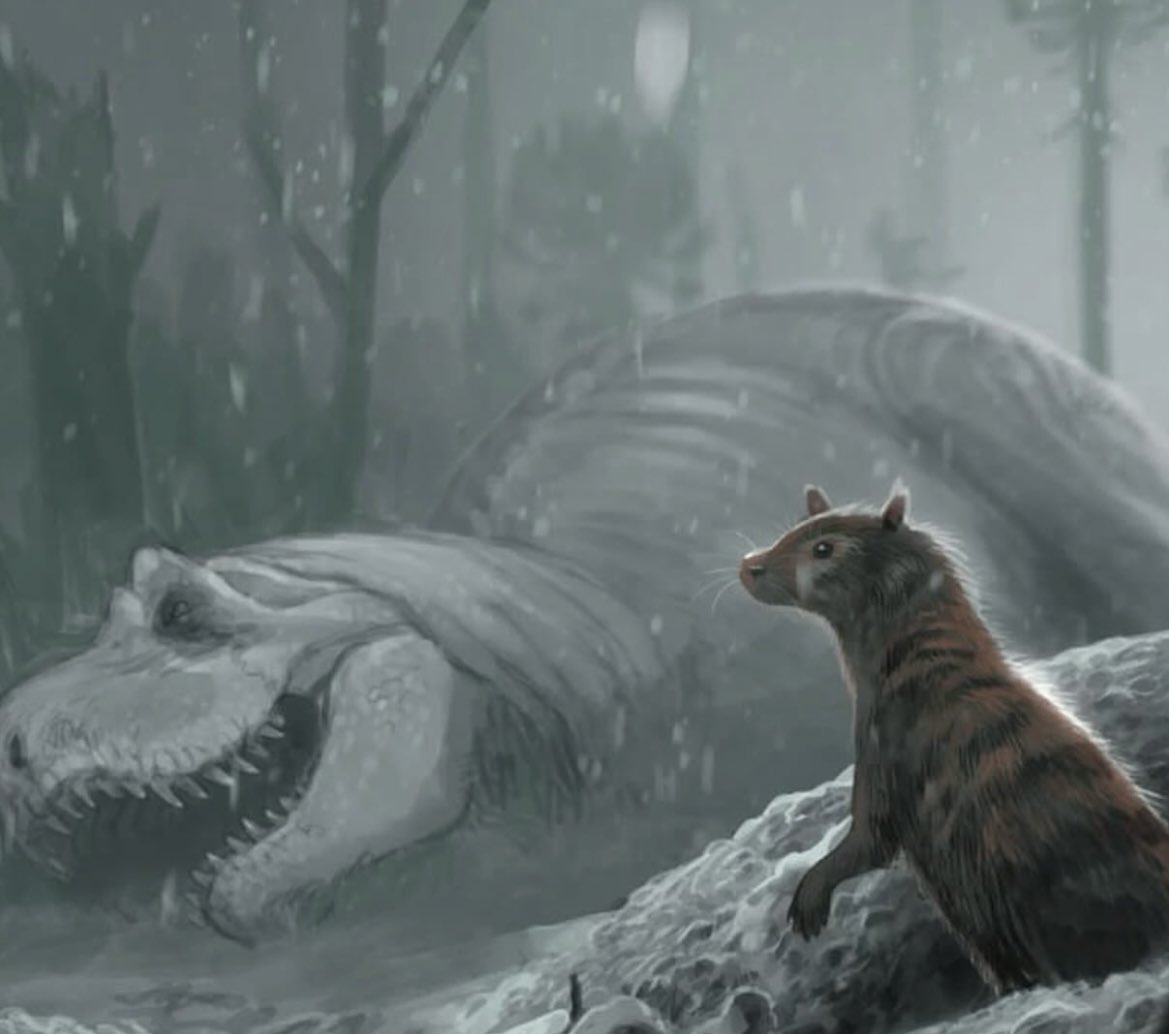 Taylor McCoy 🦖 tweet media