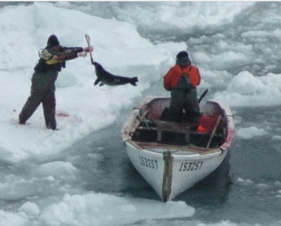 Rachel42116116's tweet photo. @CanadaDev @UMontreal MONSTERS - seal hunt happening now in Canada.... https://t.co/KYbqcuQTs0