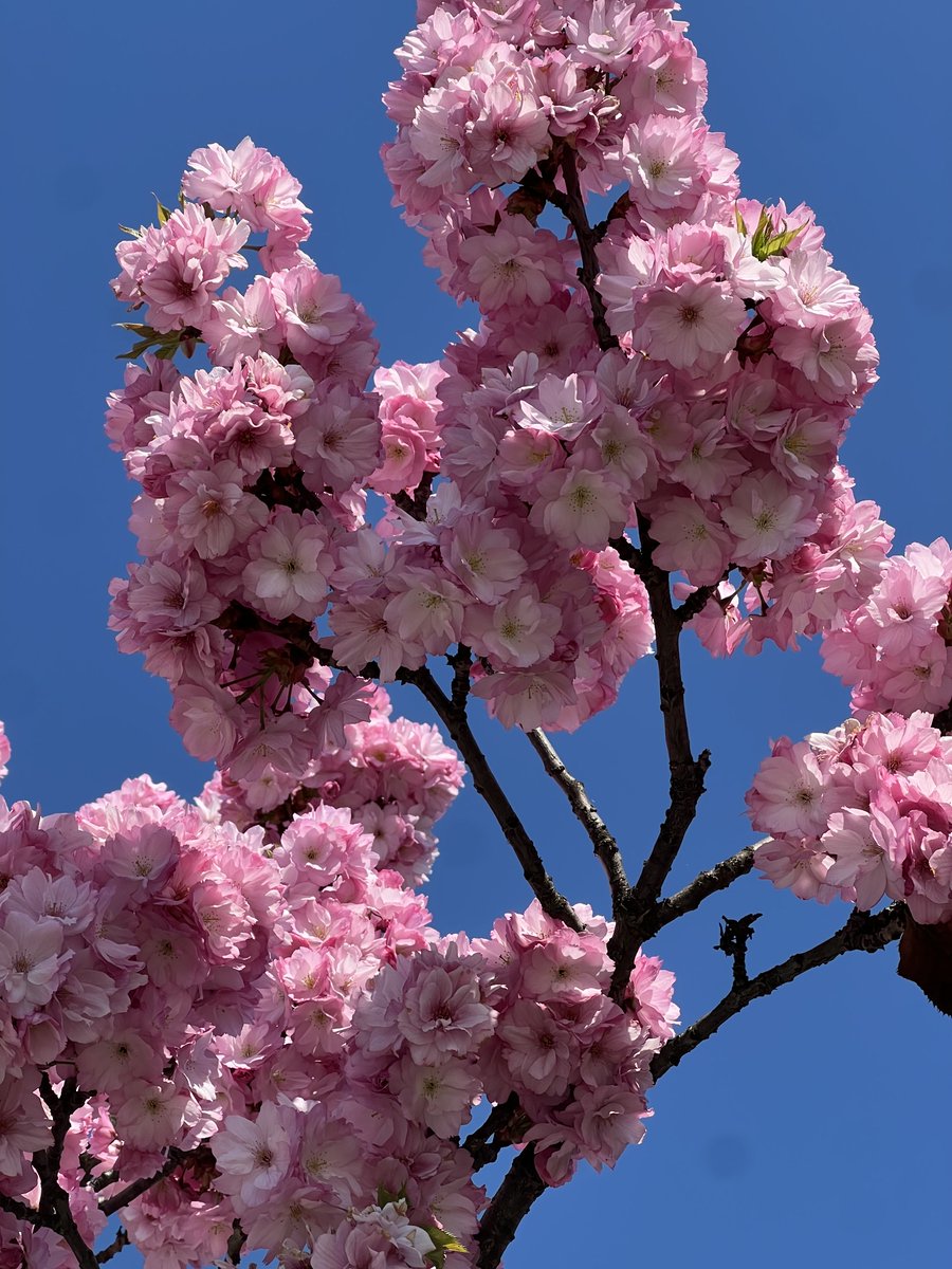 F. Đidić tweet media