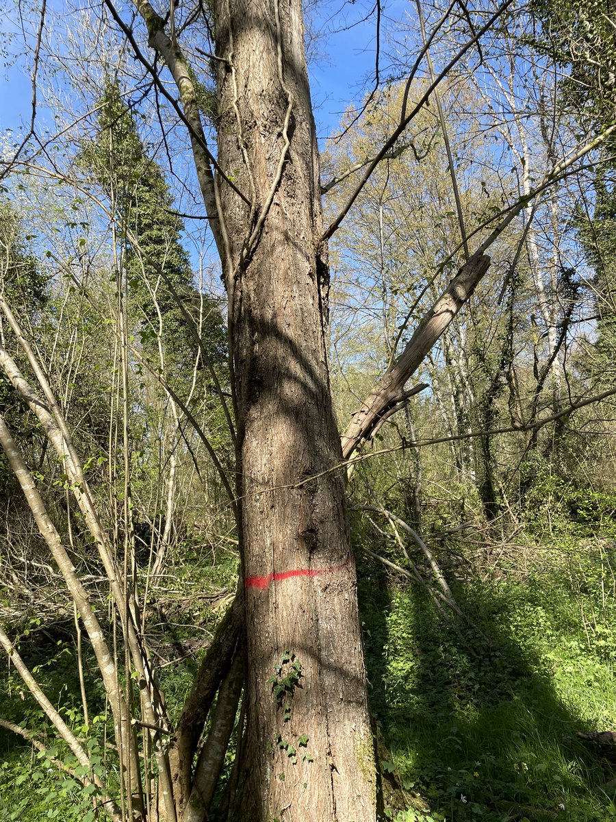 ASurmelin's tweet photo. Un orme, l’un des quelques beaux sujets qui ont réussi  à survivre le long du Surmelin, en aval du ru des Grosses Pierres…. Un petit marquage bienvenu (😉à @blsh51) pour préserver la #biodiversité de la #forêt alluviale et de la #ripisylve.
#rivière #eau #GEMAPI @INRAE_Nancy https://t.co/01xNJdnGUd