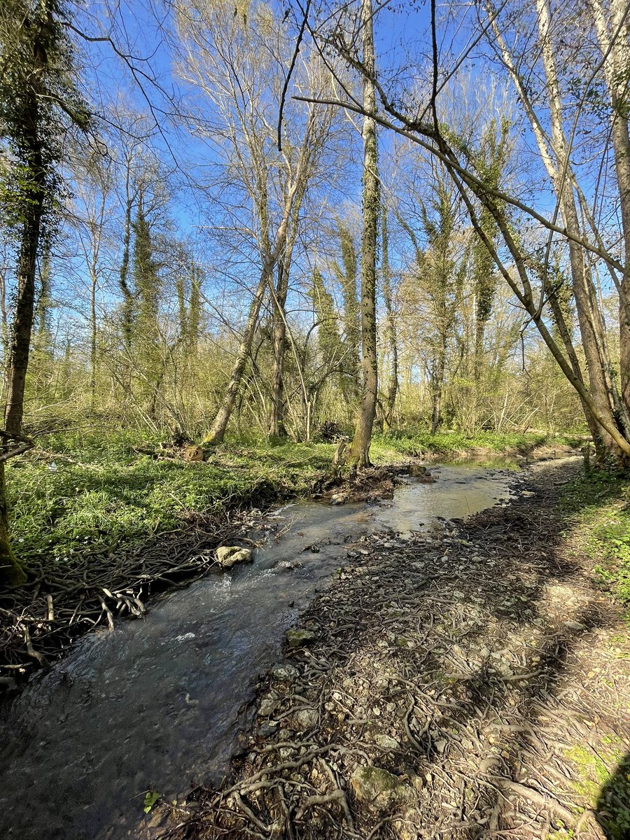 ASurmelin's tweet photo. Un orme, l’un des quelques beaux sujets qui ont réussi  à survivre le long du Surmelin, en aval du ru des Grosses Pierres…. Un petit marquage bienvenu (😉à @blsh51) pour préserver la #biodiversité de la #forêt alluviale et de la #ripisylve.
#rivière #eau #GEMAPI @INRAE_Nancy https://t.co/01xNJdnGUd