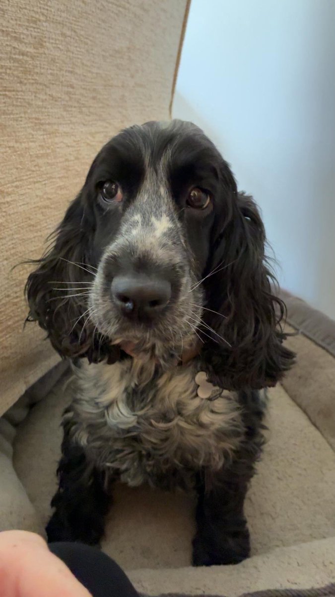 chris towers tweet media