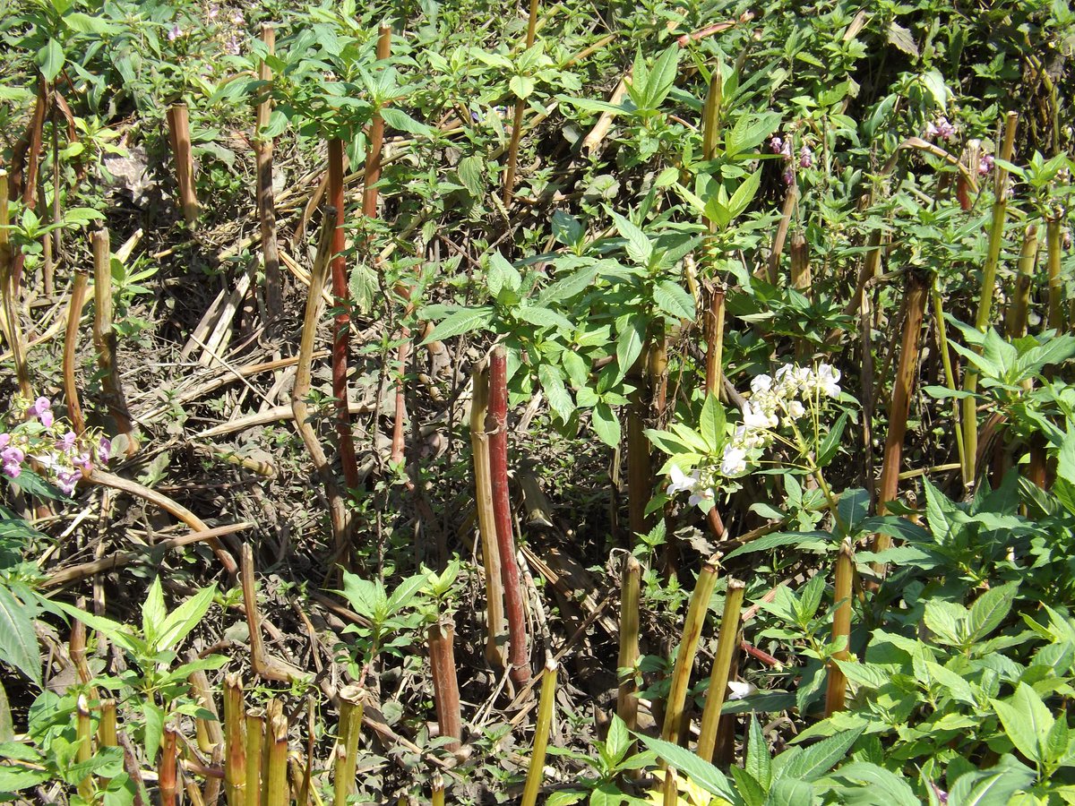 IVMLtd's tweet photo. #HimalayanBalsam Identification Photos - Visit the Knowledge Hub on our website https://t.co/FHhuyHlZy8 for more details &amp; treatment options

#InvasiveWeeds #InvasiveVegetation #InvasiveWeedTreatment #InvasiveWeedControl https://t.co/wGoauBsnUE