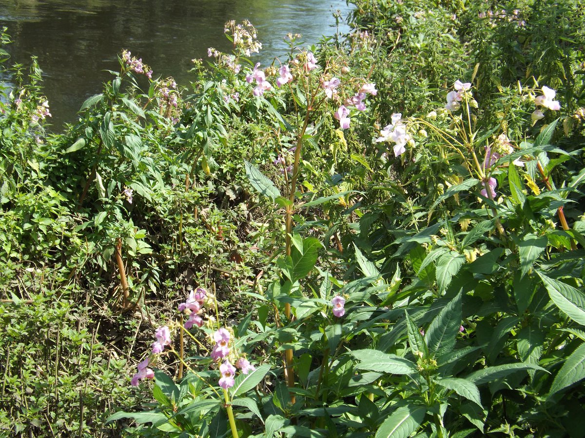 IVMLtd's tweet photo. #HimalayanBalsam Identification Photos - Visit the Knowledge Hub on our website https://t.co/FHhuyHlZy8 for more details &amp; treatment options

#InvasiveWeeds #InvasiveVegetation #InvasiveWeedTreatment #InvasiveWeedControl https://t.co/wGoauBsnUE